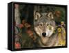 Grey Wolf Portrait, USA-Lynn M^ Stone-Framed Stretched Canvas