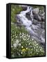 Stream Through Wildflowers, American Basin, Uncompahgre National Forest, Colorado, USA-James Hager-Framed Stretched Canvas