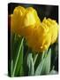 Close-Up of Yellow Tulips at Lisse, Netherlands, Europe-Murray Louise-Stretched Canvas