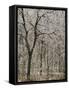 Ice covered forest, George Washington National Forest, Virginia, USA-Charles Gurche-Framed Stretched Canvas