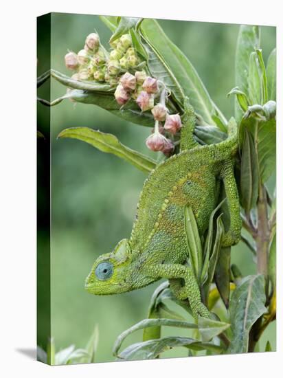 Close-Up of a Dwarf Chameleon, Ngorongoro Crater, Ngorongoro, Tanzania-null-Stretched Canvas