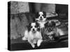 Tibetan Spaniel-null-Stretched Canvas