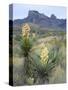 Spanish Dagger in Blossom Below Crown Mountain, Chihuahuan Desert, Big Bend National Park, Texas-Scott T. Smith-Stretched Canvas