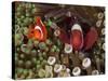 Two Clownfish Among Anemone Tentacles, Raja Ampat, Indonesia-null-Stretched Canvas
