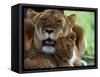 Lioness with Cub-Joe McDonald-Framed Stretched Canvas