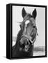 Man O' War Relaxing on His Farm-Bettmann-Framed Stretched Canvas