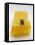 Bee on Honeycomb-null-Framed Stretched Canvas