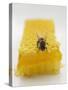 Bee on Honeycomb-null-Stretched Canvas