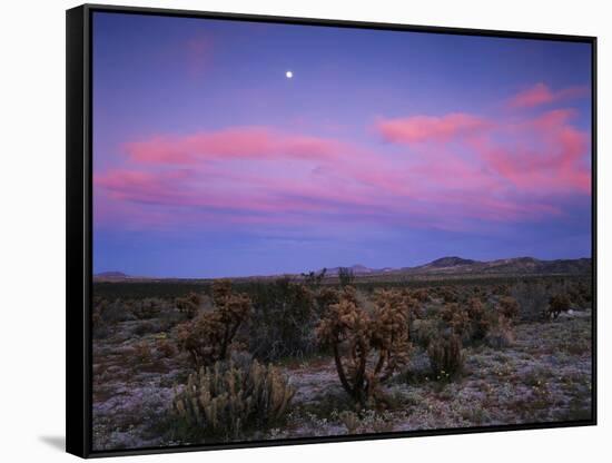 Teddy Bear Cholla Cactus, Anza-Borrego Desert State Park, California, USA-Adam Jones-Framed Stretched Canvas