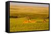 Whitetail Deer Wildlife in Wheat Field Near Glasgow, Montana, USA-Chuck Haney-Framed Stretched Canvas
