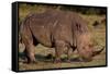 White Rhino-Howard Ruby-Framed Stretched Canvas