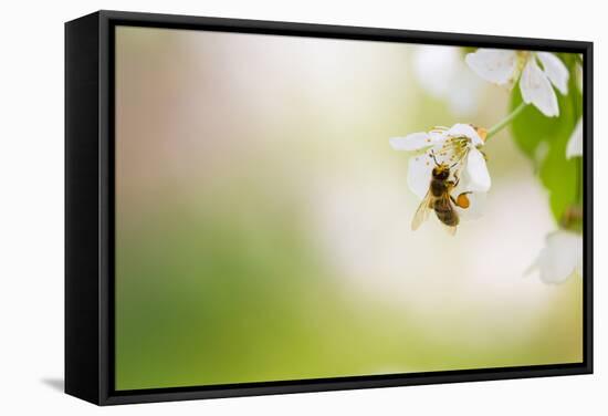 Honey Bee Enjoying Blossoming Cherry Tree On A Lovely Spring Day-l i g h t p o e t-Framed Stretched Canvas