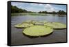 Giant Amazon Lily Pads, Valeria River, Boca Da Valeria, Amazon, Brazil-Cindy Miller Hopkins-Framed Stretched Canvas