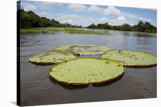 Giant Amazon Lily Pads, Valeria River, Boca Da Valeria, Amazon, Brazil-Cindy Miller Hopkins-Stretched Canvas