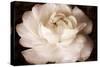 Elegant Ranunculus II-Christine Zalewski-Stretched Canvas