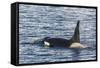 Type a Killer Whale (Orcinus Orca) Bull-Michael Nolan-Framed Stretched Canvas