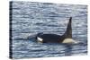 Type a Killer Whale (Orcinus Orca) Bull-Michael Nolan-Stretched Canvas