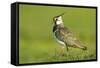 Lapwing (Vanellus Vanellus) Adult in Breeding Plumage, Scotland, UK, June-Mark Hamblin-Framed Stretched Canvas