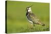 Lapwing (Vanellus Vanellus) Adult in Breeding Plumage, Scotland, UK, June-Mark Hamblin-Stretched Canvas