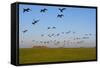 Brent Geese (Branta Bernicla) in Flight, Hallig Hooge, Germany, April 2009-Novák-Framed Stretched Canvas