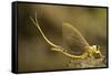 Tisza Mayfly (Palingenia Longicauda) Portrait, Tisza River, Hungary, June 2009-Radisics-Framed Stretched Canvas