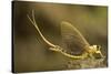 Tisza Mayfly (Palingenia Longicauda) Portrait, Tisza River, Hungary, June 2009-Radisics-Stretched Canvas