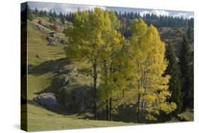 View from Plateau, Durmitor Np, Montenegro, October 2008-Radisics-Stretched Canvas