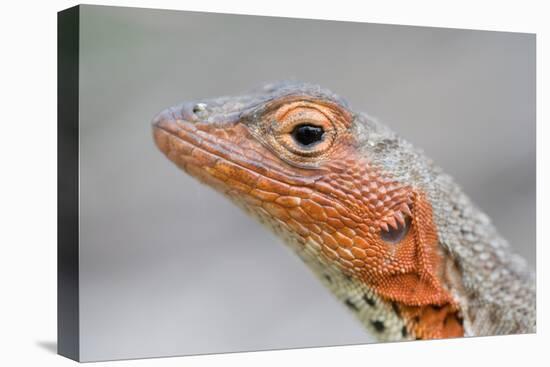 Close-Up of Lava Lizard-Paul Souders-Stretched Canvas