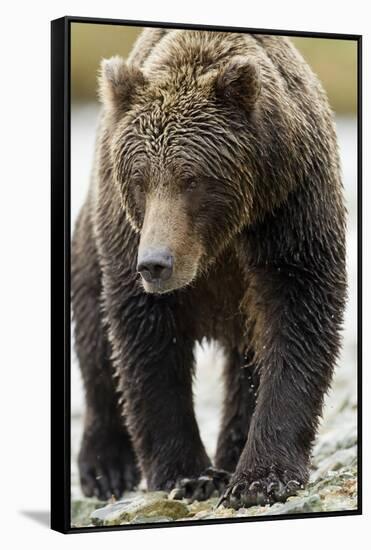 Brown Bear, Katmai National Park, Alaska-null-Framed Stretched Canvas