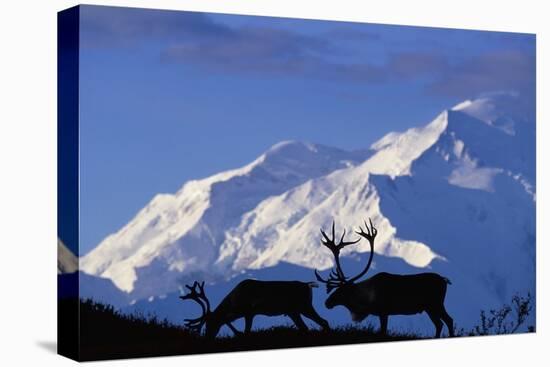 Caribou Grazing Near Wonder Lake Below Mt. Mckinley-null-Stretched Canvas