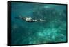 Underwater Cormorant, Sea of Cortez, Mexico-null-Framed Stretched Canvas