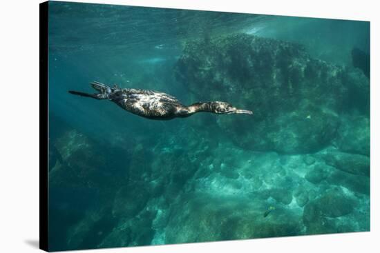Underwater Cormorant, Sea of Cortez, Mexico-null-Stretched Canvas