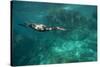 Underwater Cormorant, Sea of Cortez, Mexico-null-Stretched Canvas