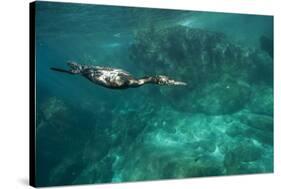 Underwater Cormorant, Sea of Cortez, Mexico-null-Stretched Canvas