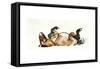 Rolling Horse (Przewalski), 2013-Mark Adlington-Framed Stretched Canvas