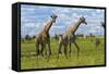 Giraffe, Nxai Pan National Park, Botswana, Africa-David Wall-Framed Stretched Canvas