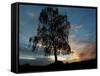 A Silver Birch, Betula Pendula, at Sunset-Alex Saberi-Framed Stretched Canvas