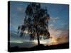 A Silver Birch, Betula Pendula, at Sunset-Alex Saberi-Stretched Canvas