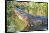 USA, Florida, Orlando, Alligator Doing Water Dance at Gatorland-Lisa S. Engelbrecht-Framed Stretched Canvas