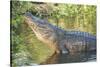 USA, Florida, Orlando, Alligator Doing Water Dance at Gatorland-Lisa S. Engelbrecht-Stretched Canvas