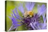 Shetland Bumblebee-null-Stretched Canvas