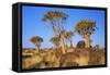 Quiver Tree Kokerboom Forest-null-Framed Stretched Canvas