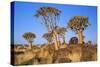 Quiver Tree Kokerboom Forest-null-Stretched Canvas