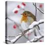 European Robin in Winter with Snow-null-Stretched Canvas