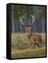 Red Deer Stag-null-Framed Stretched Canvas