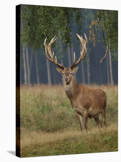 Red Deer Stag-null-Stretched Canvas