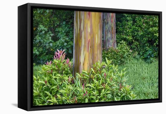 Rainbow Eucalyptus Trees (Eucalyptus Deglupta)-Terry Eggers-Framed Stretched Canvas
