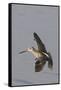 Short-Billed Dowitcher in Flight-Hal Beral-Framed Stretched Canvas