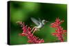 A Gilded Hummingbird Feeds from a Odontonema Tubaeforme Flower-Alex Saberi-Stretched Canvas