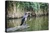 Great Cormorant (Phalacrocorax Carbo) Juvenile-Mark Doherty-Stretched Canvas